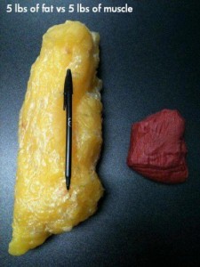 Fat vs Muscle