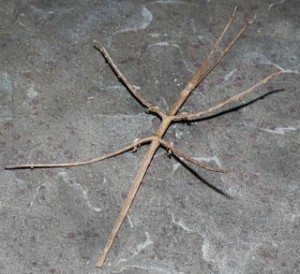 stick bugs are cute!